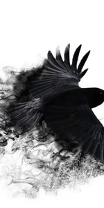 Crow,Sweep,Wings,Bird,Wave,Abstract