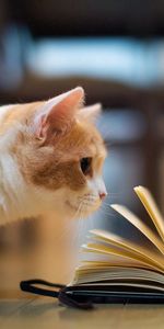 Curiosity,Animals,Floors,Book,Cat