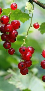 Currant,Plants,Berries,Fruits,Food