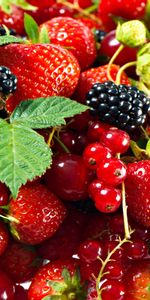 Ronce,Groseille,Fraise,Fruits,Plantes