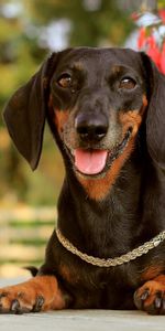 Animales,Perro,Reposo,Collar,Cuello,Perro Tejonero,Dachshund,Bozal,Relajación