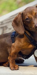 Dachshund,Dog,Puppy,Medal,Reward,Animals