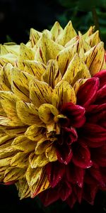 Dahlia,Flowers,Decorative,Flower