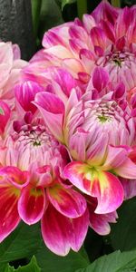 Dahlias,Loose,Disbanded,Flowers,Leaves