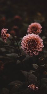 Dahlias,Pink,Plant,Flowers