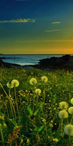 Dandelions,Field,Sunset,Nature,Flowers,Sun