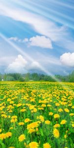 Dandelions,Landscape,Fields