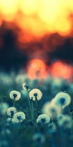 Dandelions,Landscape,Plants