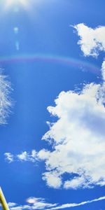 Dandelions,Landscape,Sky,Plants