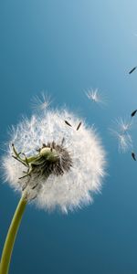 Dandelions,Plants