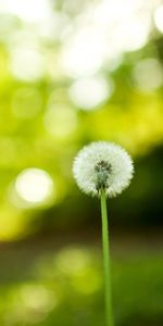 Dandelions,Plants