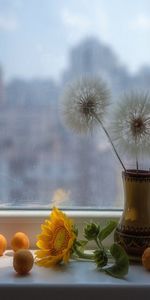 Dandelions,Plants