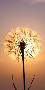 Dandelions,Plants