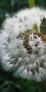 Plantas,Dientes De León