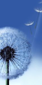 Dandelions,Plants,Background