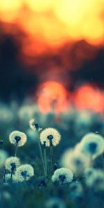 Dandelions,Shine,Field,Light,Macro