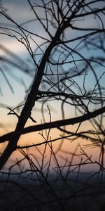 Dark,Branches,Dusk,Nature,Twilight