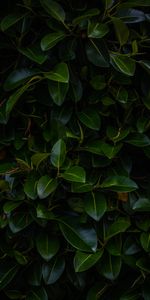 Branches,Plante,Planter,Feuilles,Nature,Sombre