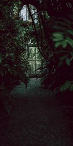 Dark,Door,Greenhouse,Plants