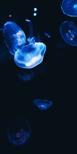 Dark,Glow,Jellyfish