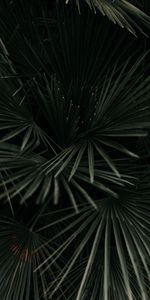 Dark Green,Leaves,Plant,Macro,Palm,Branches,Tropical