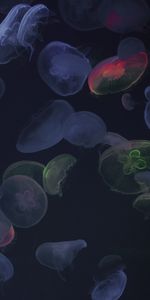 Dark,Jellyfish,Glow,Underwater World