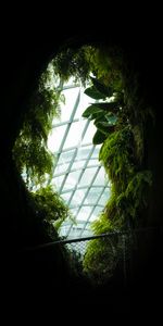 Dark,Leaves,Window,Plants