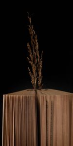 Dark,Miscellanea,Miscellaneous,Branch,Book