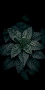 Dark,Nature,Macro,Close Up,Plant,Leaves