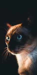 Dark,Pet,Sight,Opinion,Siamese Cat,Animals,Cat