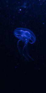 Dark,Phosphorus,Hydroid Jellyfish,Glow,Jellyfish,Underwater World