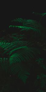 Planter,Fougère,Feuilles,Plante,Sombre