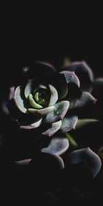 Dark,Shadow,Succulent,Echeveria,Ekheveria