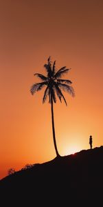 Puesta Del Sol,Palma,Cerro,Loma,Oscuro,Silueta