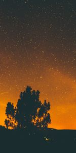 Noche,Madera,Cielo,Oscuro,Árbol,Estrellas