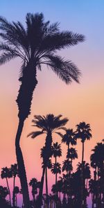 Silhouettes,Pente,Coucher De Soleil,Palms,Sombre