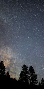 Dark,Trees,Night,Starry Sky,Stars,Milky Way