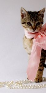 Decorations,Beautiful,Bow,Animals,Kitten,Kitty,Beads