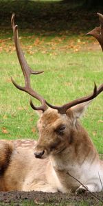 Herbe,Forêt,Animaux,Cornes,Cerf