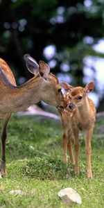 Deer,Young,Stroll,Joey,Animals,Grass,Forest,Care