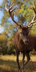 Deers,Animals