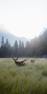 Deers,Fog,Wildlife,Lawn,Animals,Mountains,Forest