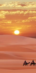 Desert,Landscape,Camels