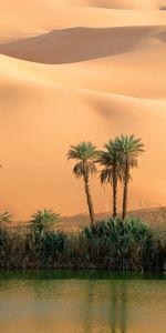 Desert,Landscape,Palms,Sand