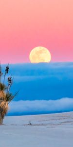 Desert,Palm,Nature,Sand,Moon