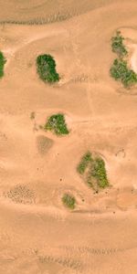 Desert,Vegetation,Links,Nature,Dunes,Sand