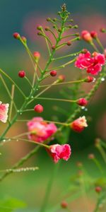 Dew,Drops,Greens,Field,Flowers