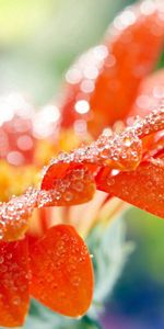 Dew,Drops,Macro,Flower