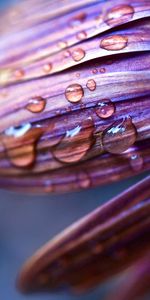 Rociar,Rocío,Drops,Flor,Macro