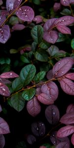 Dew,Moisture,Nature,Leaves,Drops,Plant